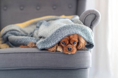 Şirin köpek, süvari köpek, evdeki sıcak battaniyenin altında dinleniyor.