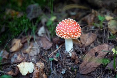 Ormandaki zehirli kırmızı mantar, Amanita Muscaria, tarım mantarı.