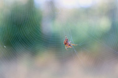 Örümcek ağda avını bekliyor