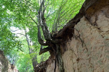 Polonya 'nın Kazimierz Dolny şehrinde loess vadisi. İnanılmaz ağaç türleri ve onların kökleri yamaçlarda yetişiyor.