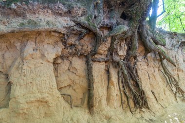 Loess ravine in the city of Kazimierz Dolny, Poland. Fantastic forms of trees and their roots that grow on the slopes clipart