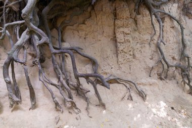 Polonya 'nın Kazimierz Dolny şehrinde loess vadisi. İnanılmaz ağaç türleri ve onların kökleri yamaçlarda yetişiyor.