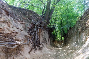 Polonya 'nın Kazimierz Dolny şehrinde loess vadisi. İnanılmaz ağaç türleri ve onların kökleri yamaçlarda yetişiyor.