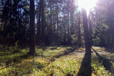 Yeşil yaz ormanında güzel bir gün batımı