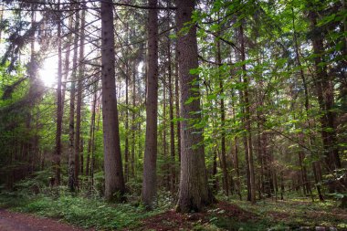 Yaz ormanında güzel bir gün batımı