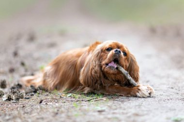 Şirin, mutlu köpek sopayla oynuyor.