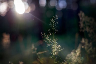Gün batımında çimen sapı, doğanın güzelliği, güzel bokeh