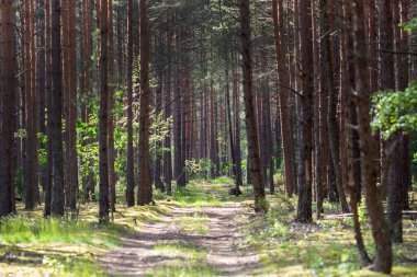 Güneşli bahar ormanlarında yol