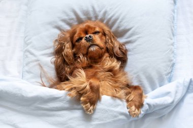 Mutlu köpek yorganın altında uyuyor.