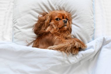 Yatakta iki sevimli köpek, örtülerin altında.