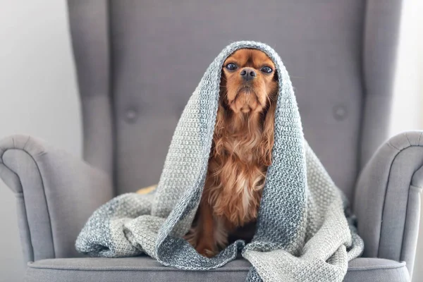Смешная Собака Кавалер Спаниель Расслабляется Теплым Одеялом Дома — стоковое фото