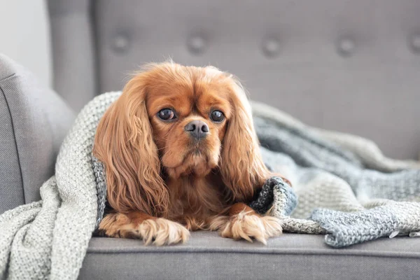 Cão Bonito Cavaleiro Spaniel Relaxando Sob Cobertor Quente Casa — Fotografia de Stock