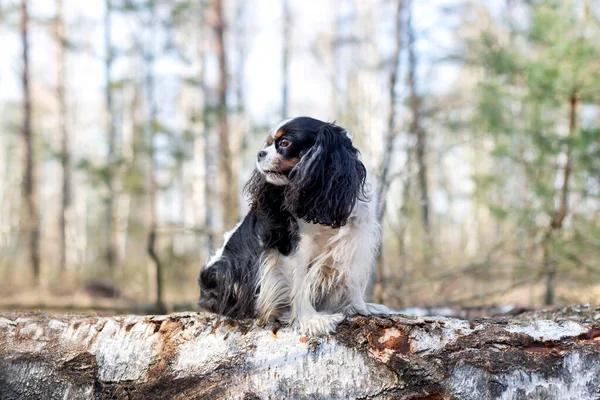 Симпатичний Собака Спанієль Кавалерист Сидить Дерев Яному Колоді Трендовому Лісі — стокове фото