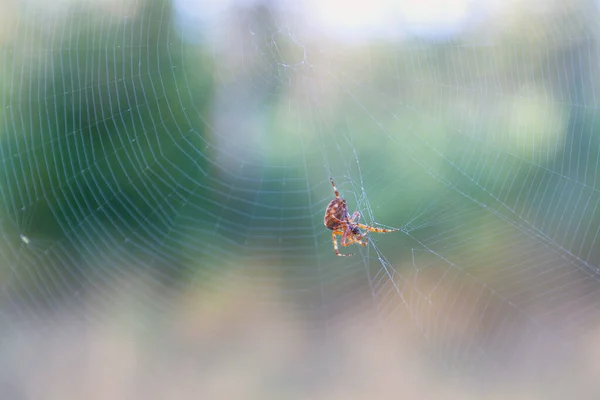 Spider Web Waiting Prey — Stock Photo, Image