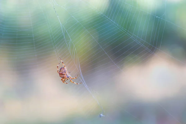 Pavouk Webu Čeká Kořist — Stock fotografie