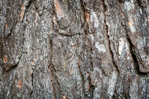 Close Van Dennenschors Boomstam Detail Natuurlijke Achtergrond — Stockfoto