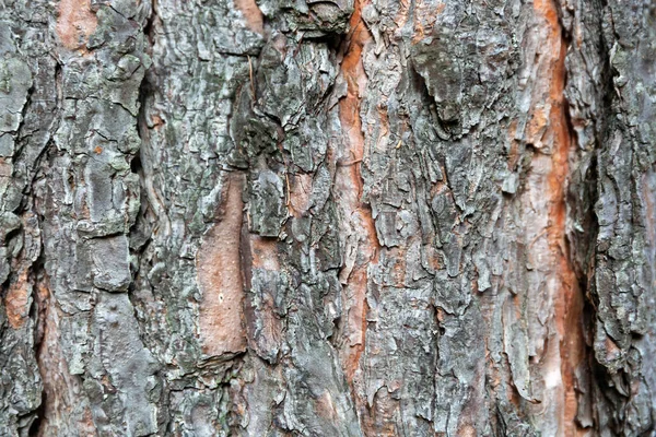 Detailní Záběr Borovicové Kůry Detail Kmene Přírodní Zázemí — Stock fotografie