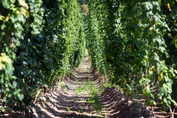 Plantation Houblon Sur Journée Ensoleillée Été — Photo