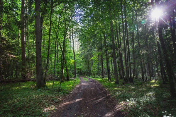 Caminho Através Floresta Ensolarada Verão — Fotografia de Stock