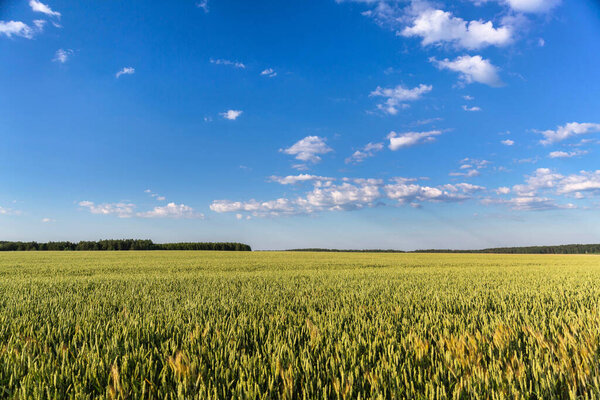 Поле пшеницы над голубым небом в солнечный день, сельский пейзаж