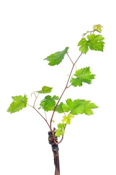 Young Grapevine Isolated White Background — Stock Photo, Image