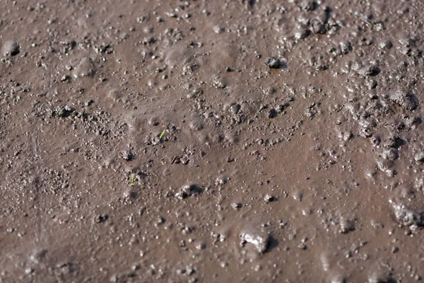 Natte Turf Vruchtbare Grond Als Achtergrond — Stockfoto