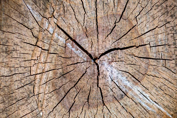 Sezione Trasversale Del Tronco Albero Primo Piano — Foto Stock