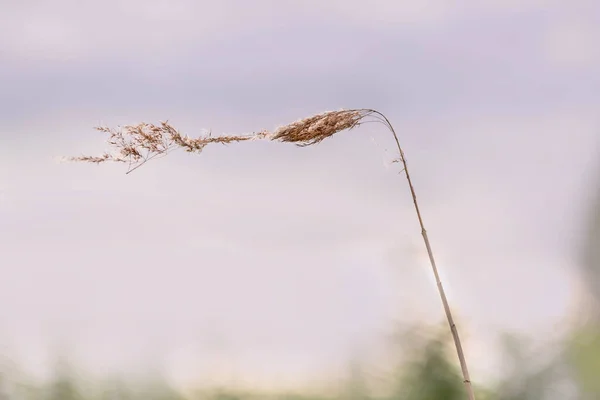 Single blade of grass on the wind