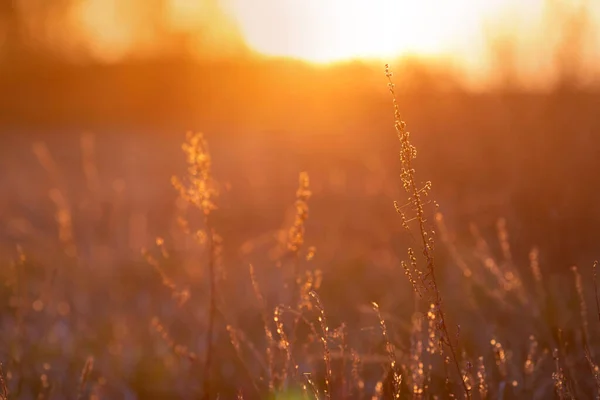 Schöner Und Farbenfroher Sonnenuntergang Über Der Wiese — Stockfoto
