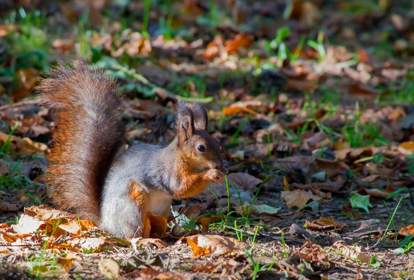 Eichhörnchen Nagt Nüssen Park — Stockfoto