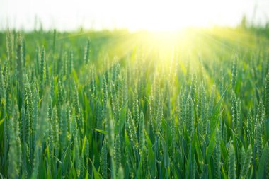 Gün batımında buğday alan. Yaz açık