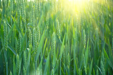 Gün batımında buğday alan. Yaz açık