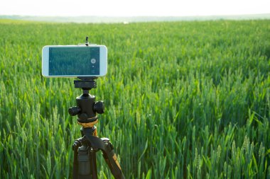 Modern smartphone sıvı tripod üzerinde sabit buğday alanında video kaydetmek için hazır. Yaz açık