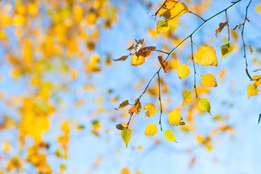 Sarı huş mavi gökyüzü arka plan üzerinde bırakır. Sonbahar sonbahar. Yumuşak odak