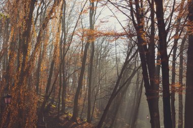 Güneş ışınları ile sisli sonbahar parkta güzel bir sabah. Sonbahar. Tonda