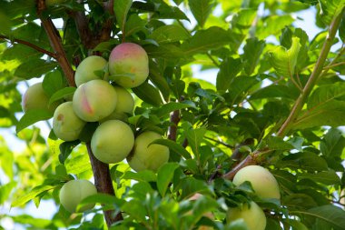 Victoria erik ağacının dalını üzerinde