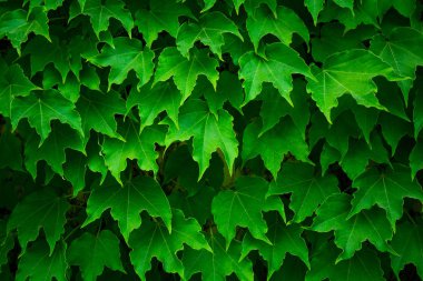 yabani üzüm yeşil duvar