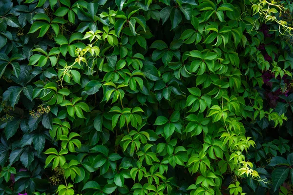 Parete Verde Uva Selvatica — Foto Stock