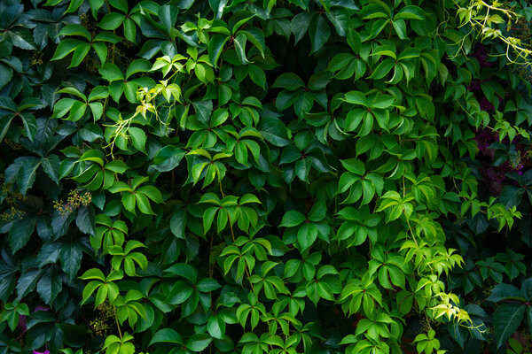 Wild grape green wall