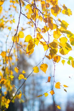 Sarı huş mavi gökyüzü arka plan üzerinde bırakır. Sonbahar sonbahar