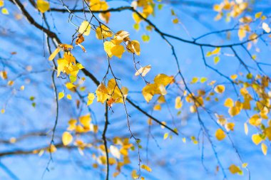 Sarı huş mavi gökyüzü arka plan üzerinde bırakır. Sonbahar sonbahar