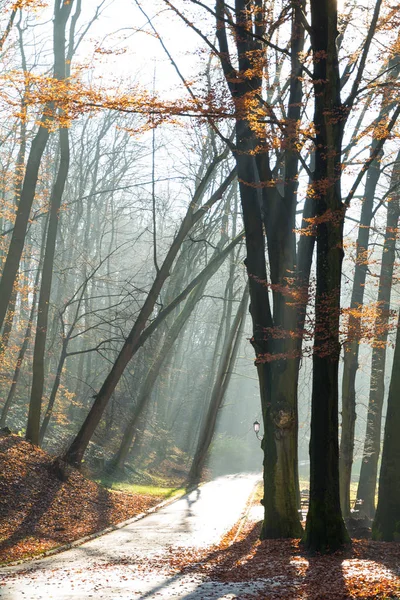 Hermosa Mañana Neblinoso Parque Otoño Con Rayos Sol Caída —  Fotos de Stock