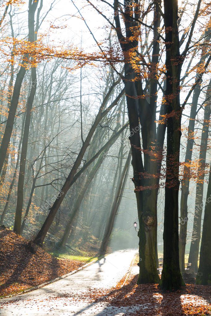 Beautiful morning in the misty autumn park with sun rays. Fall.