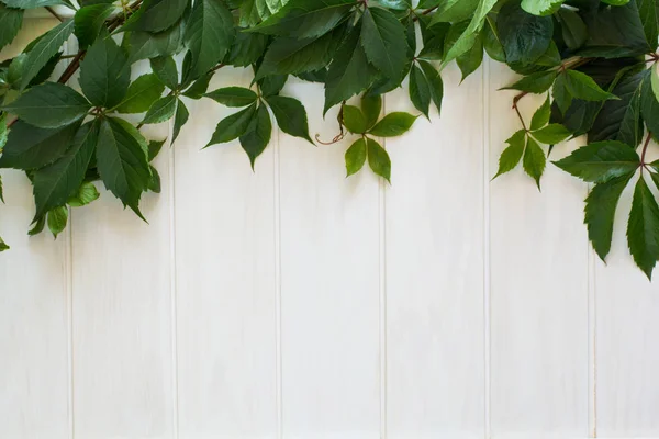 Vilda Druva Blad Liggande Vit Trä Bakgrund — Stockfoto