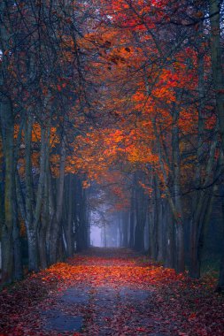 Sonbahar sonbahar. Maple orman Sisli sabah. Canlı renkler