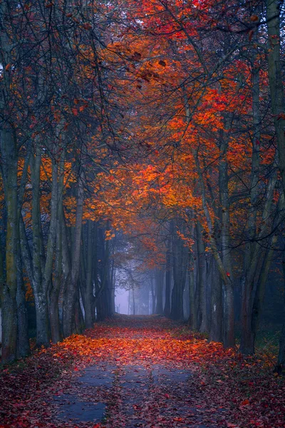 Sonbahar sonbahar. Maple orman Sisli sabah. Canlı renkler