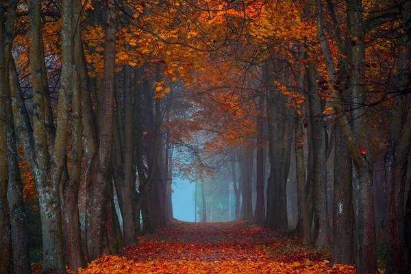 Sonbahar sonbahar. Maple orman Sisli sabah. Canlı renkler
