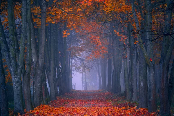 Autumn Fall Foggy Morning Maple Forest Vibrant Colors — Stock Photo, Image