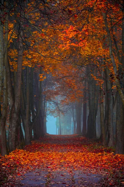 Sonbahar sonbahar. Maple orman Sisli sabah. Canlı renkler