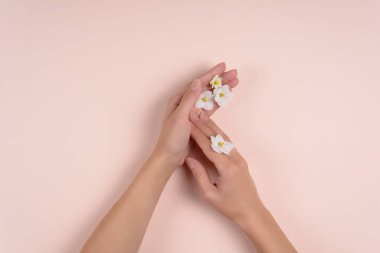 Pembe bir arka plan üzerinde beyaz çiçekler elle. Cilt bakım kavramı. Üstten görünüm. Kopya alanı